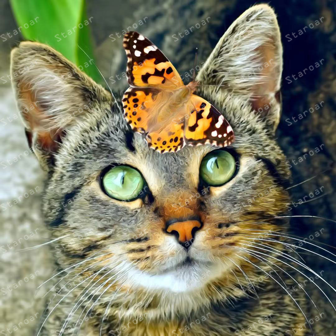 Tabby cat from photographer Zanna Holstova